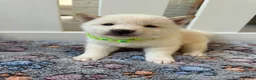 Japanese Shiba Inu dogs for sale: Japanese Shiba Inu Puppies - Advert 11