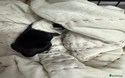 Border Collie dogs for sale: Border collie pups - Image 5