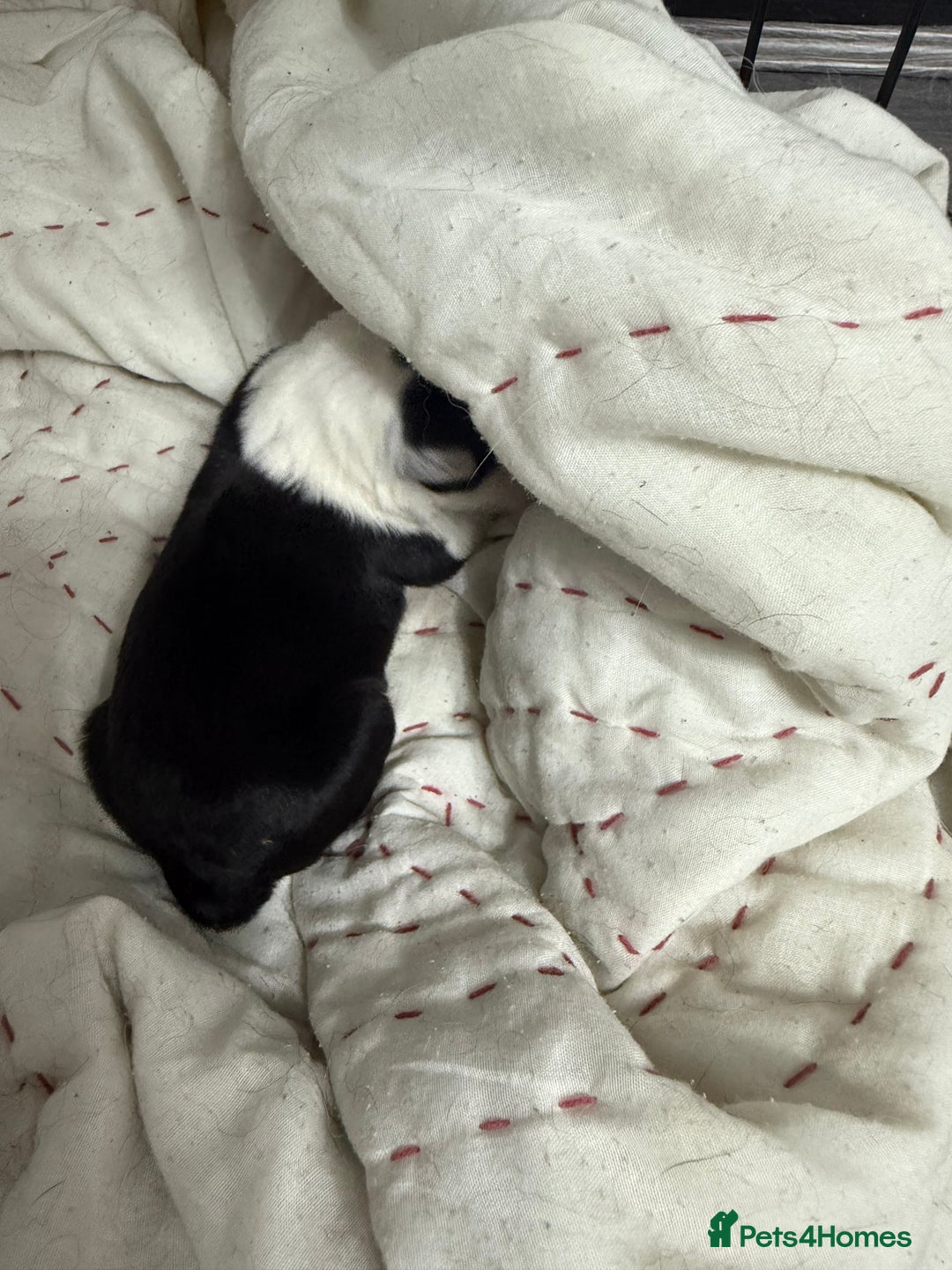 Border Collie dogs for sale: Border collie pups - Image 5