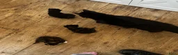 Mixed Breed cats for sale: Two Calico Kittens in Thame - Advert 6