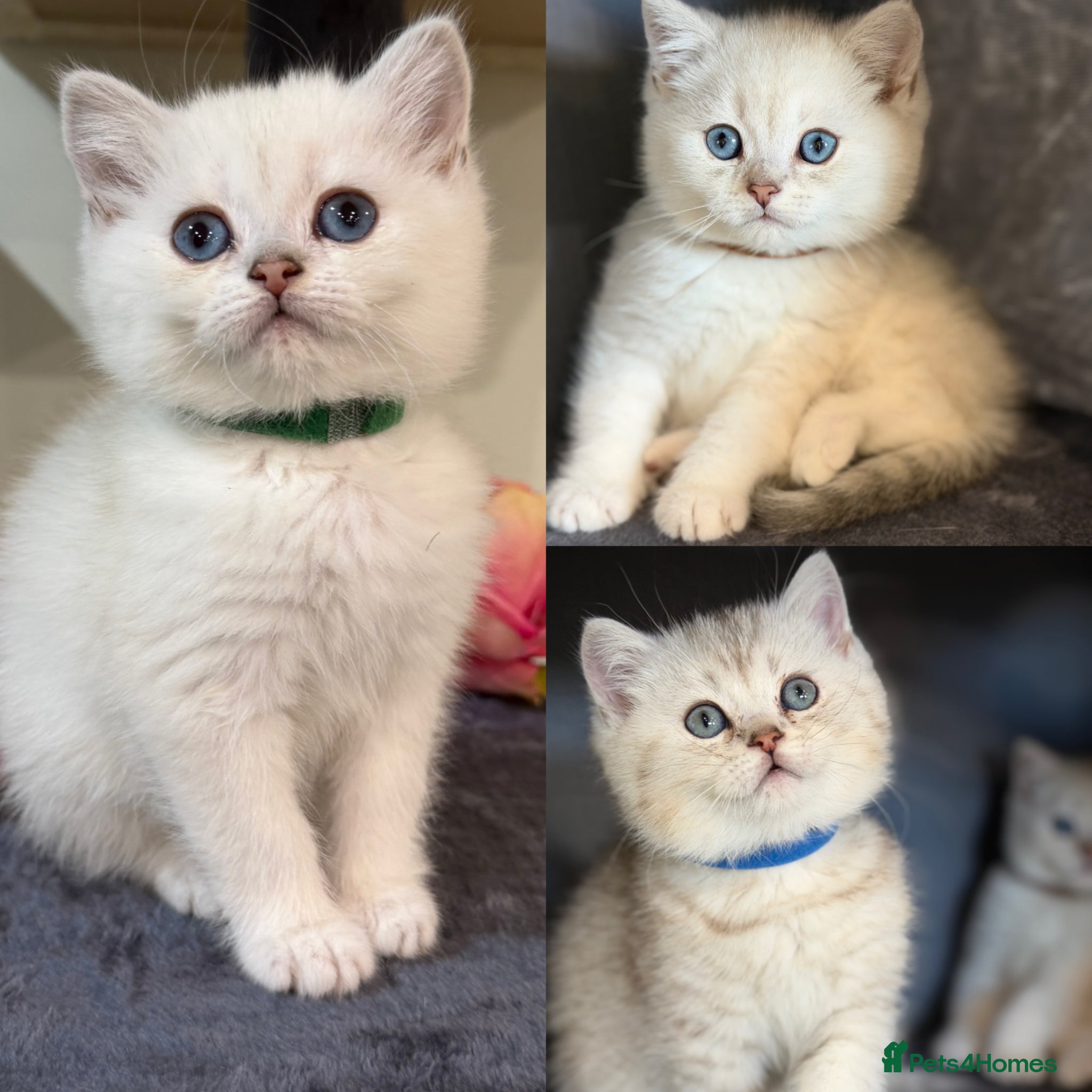 British Shorthair cats British sh kittens Golden point TICA - Advert 1