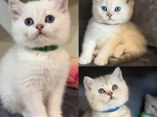 British Shorthair cats British sh kittens Golden point TICA - Advert 1