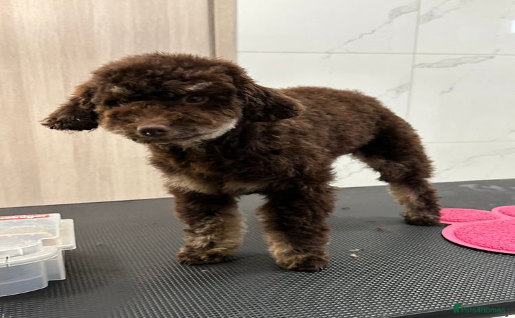 Toy Poodle dogs - Advert 7