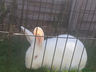 New Zealand rabbits in Watford - Advert 1