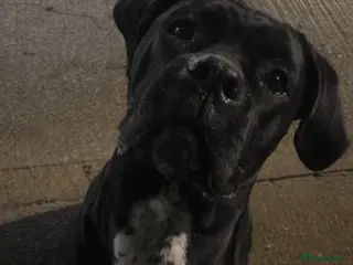 Cane Corso dogs Young Female Cane Corso - Advert 1