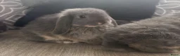 Mini Lop rabbits for sale: Very cute blue otter mini lops 8 weeks old - Advert 3