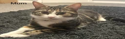 Mixed Breed cats for sale: Beautiful kittens for sale  - Advert 3