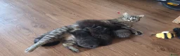 Mixed Breed cats for sale: Kittens - Advert 7