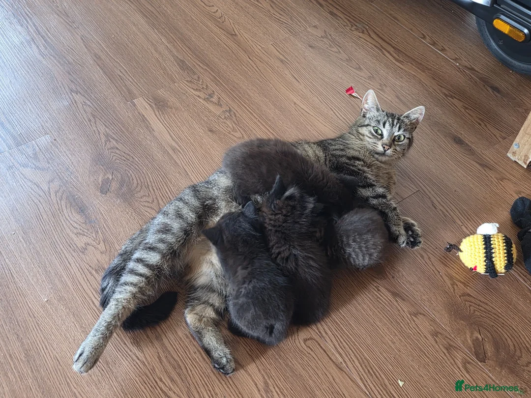 Mixed Breed cats for sale: Kittens - Advert 7
