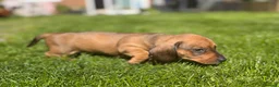 Miniature Dachshund dogs for sale: KC registered Miniature dachshunds red&shaded red - Advert 15