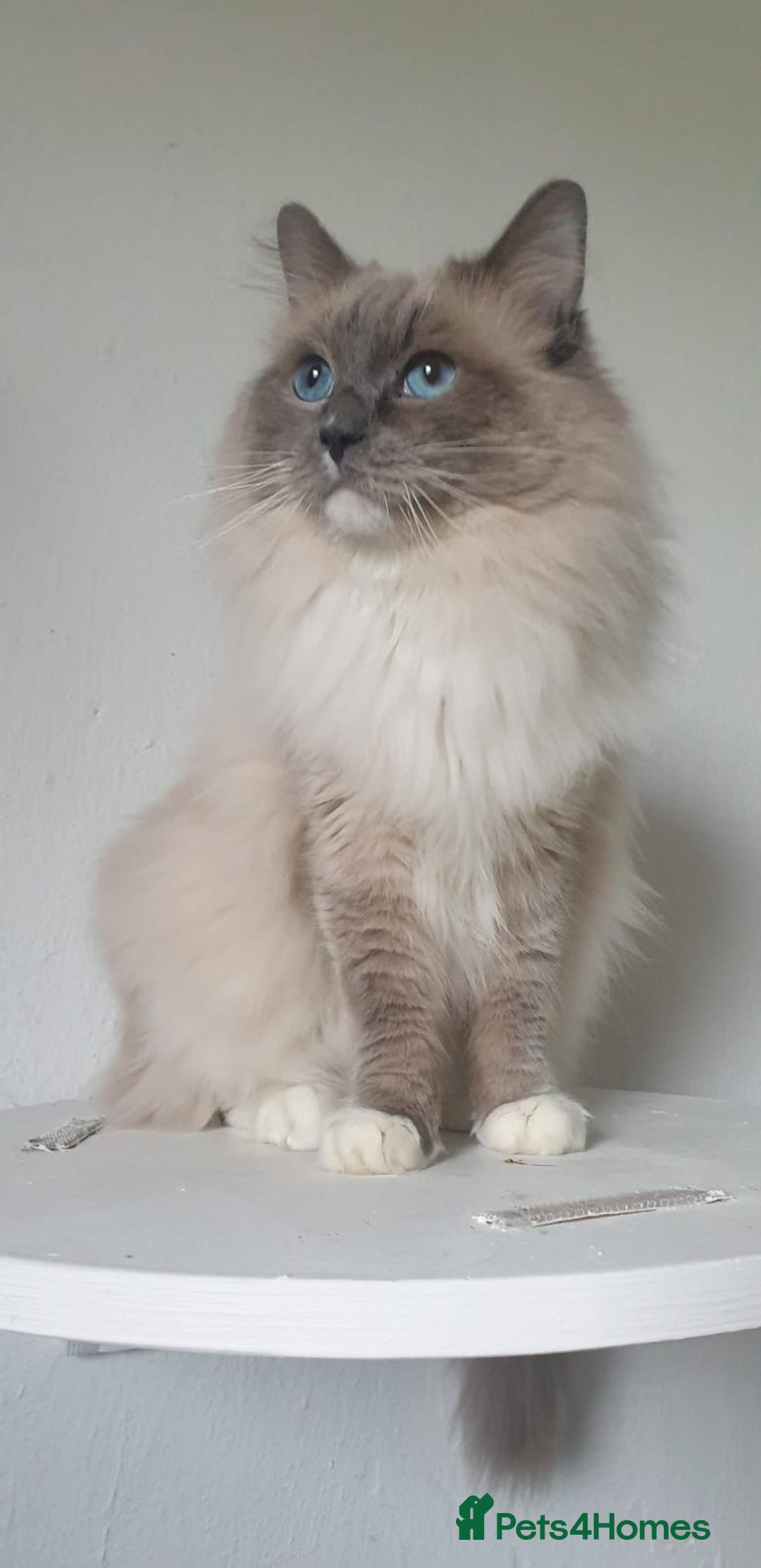 Ragdoll cats for stud: ❤️ Magnificent GCCF Active Registered Stud ❤️ in Preston - Advert 6