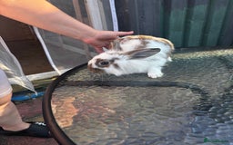 Lionhead rabbits for sale: Lionhead rabbits  - Image 4