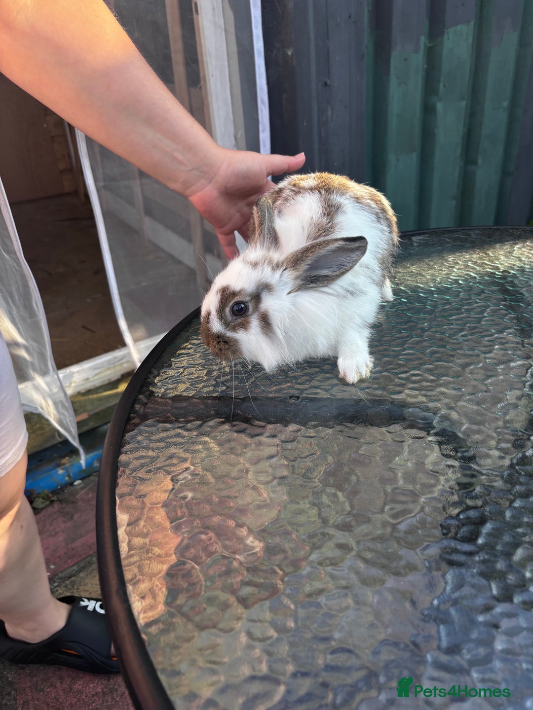 Lionhead rabbits for sale: Lionhead rabbits  - Image 4
