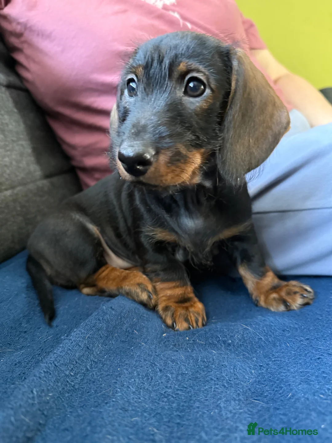 Dachshund dogs for sale: Stand.Wire Haired Dach.(1 girl ready to go) - Advert 2