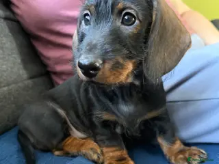 Dachshund dogs Stand.Wire Haired Dach.(1 girl ready to go) - Advert 18