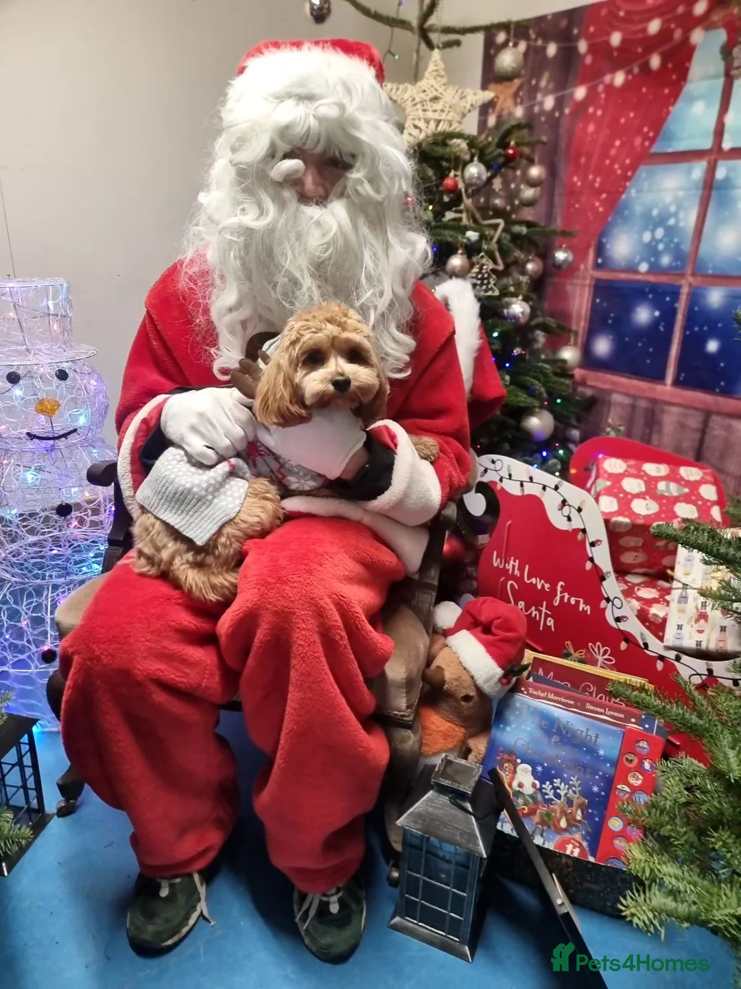 Mixed Breed dogs for sale: Freddie 9 month old Cavapoochon - Advert 5