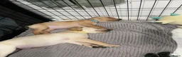 Labrador Retriever dogs for sale: 8 gorgeous Labrador puppies  - Advert 21