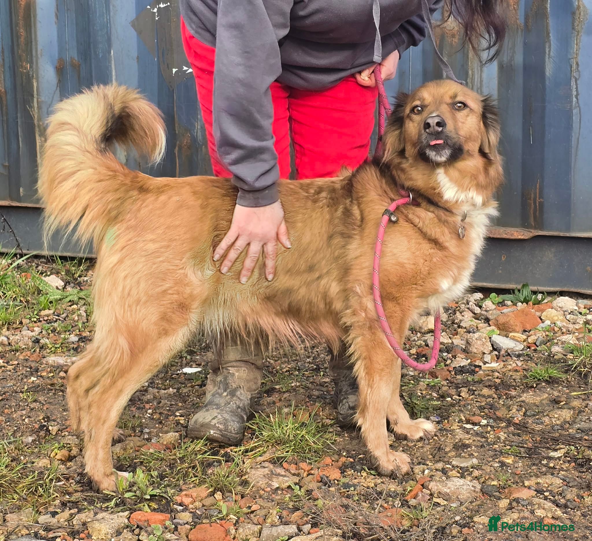 Mixed Breed dogs GINNY - updated advert please read - Advert 3