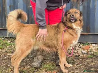 Mixed Breed dogs GINNY - updated advert please read - Advert 7