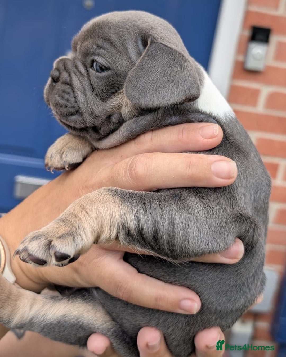 French Bulldog dogs for sale: Stunning French bulldog puppies 🐕 - Image 23