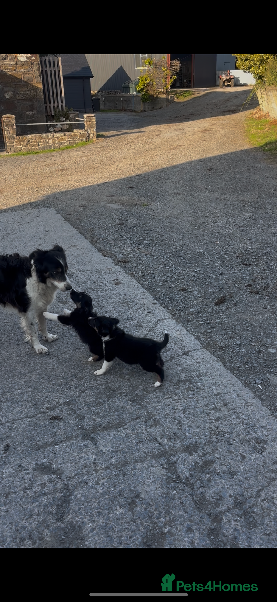 Border Collie dogs for sale: 5 Beautiful Border Collie Pups For Sale - Image 6