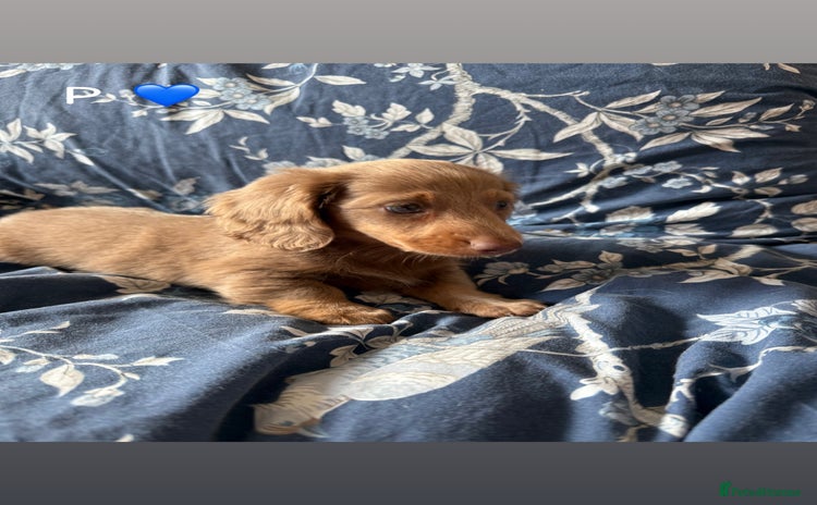 Miniature Dachshund dogs for sale - Advert 1