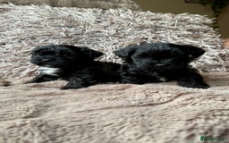 Lhasapoo dogs for sale: *****only 1 girl and 2 boys left ***** - Image 18