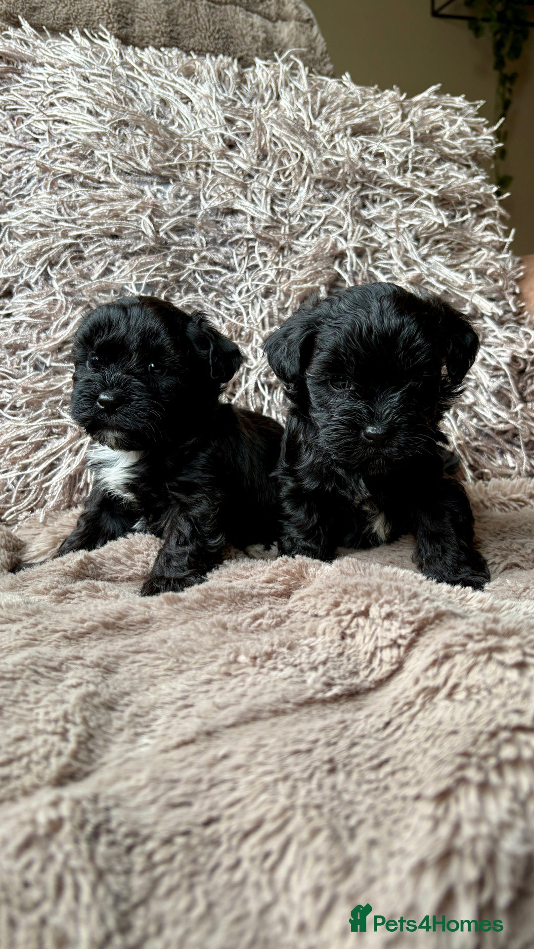 Lhasapoo dogs for sale: *****only 1 girl and 2 boys left ***** - Image 18