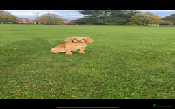 Cocker Spaniel dogs for stud: Cocker spaniel for stud - Image 2