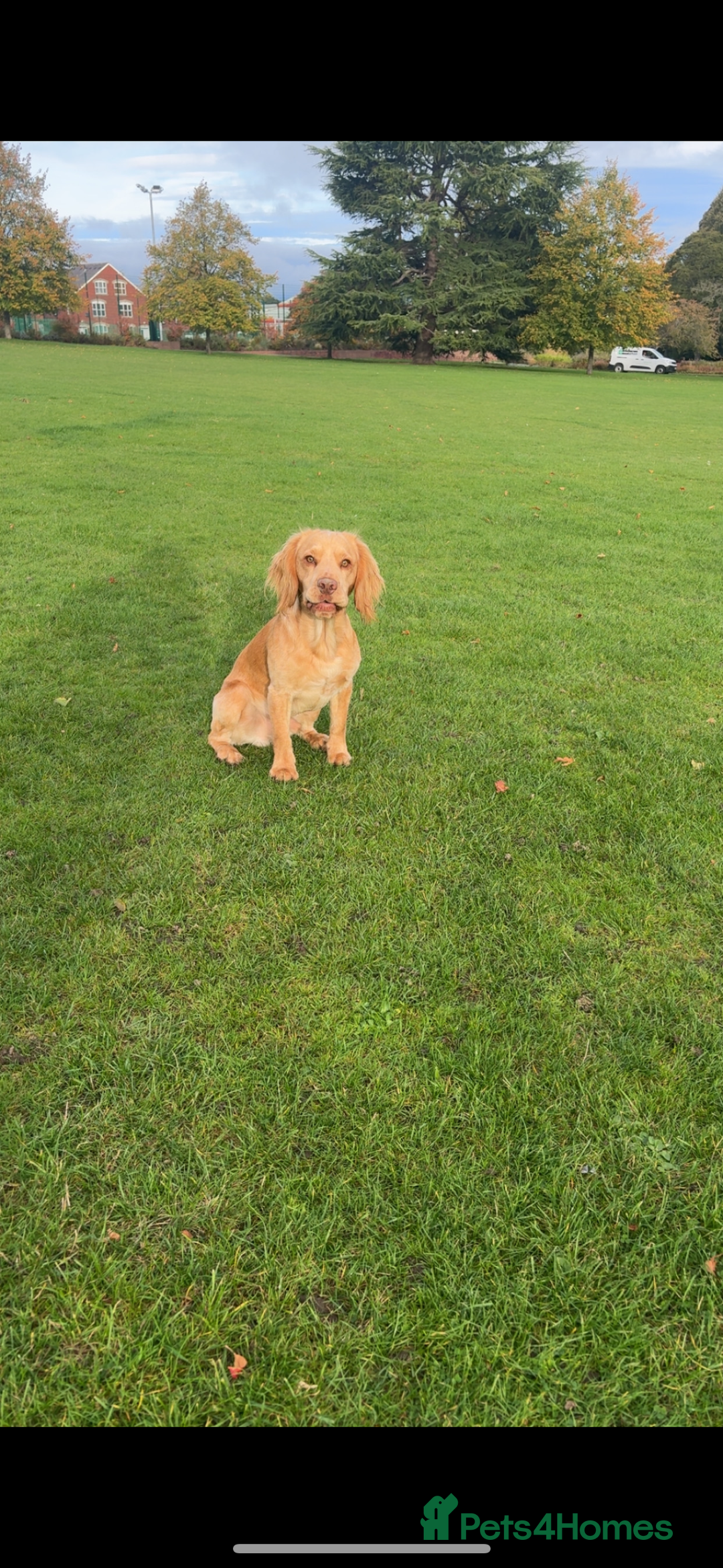 Cocker Spaniel dogs for stud: Cocker spaniel for stud - Image 2