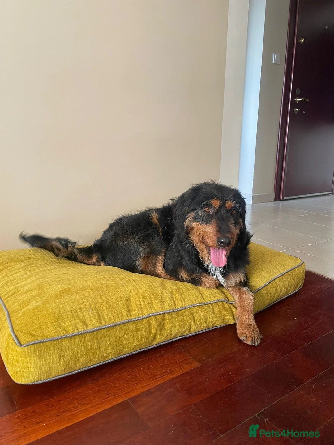 Mixed Breed dogs for adoption: Zobi - Rescue Girl Looking for a Home - Advert 1