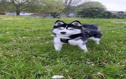 Pomsky dogs for sale: Beautiful pomsky - Image 2