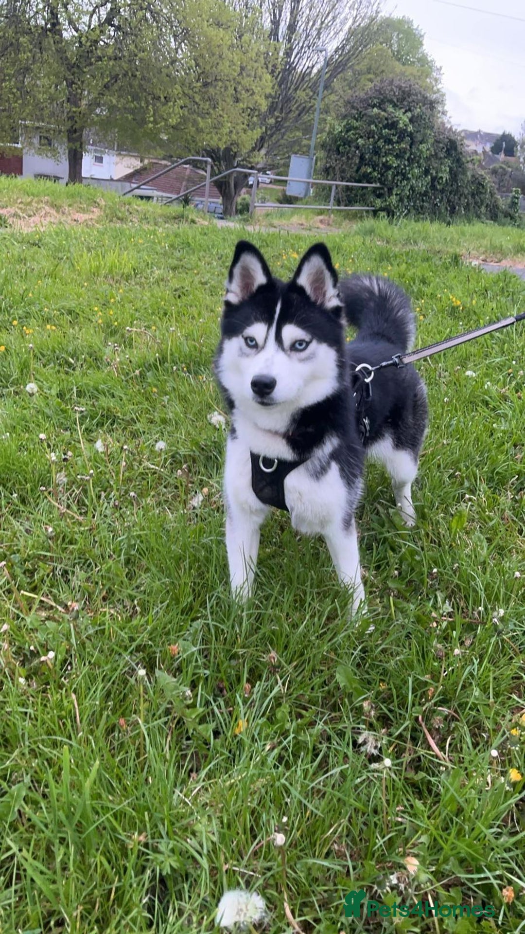 Pomsky dogs for sale: Beautiful pomsky - Image 2