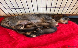 Dachshund dogs for sale: 3 gorgeous Teckel Dachshunds - Image 9