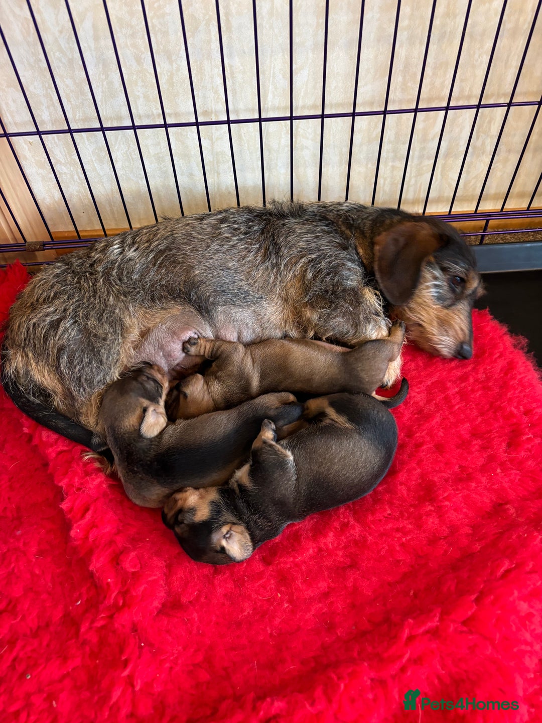 Dachshund dogs for sale: 3 gorgeous Teckel Dachshunds - Image 9