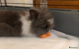 Lionhead rabbits for sale: Lion head Rabbits for sale - Image 9
