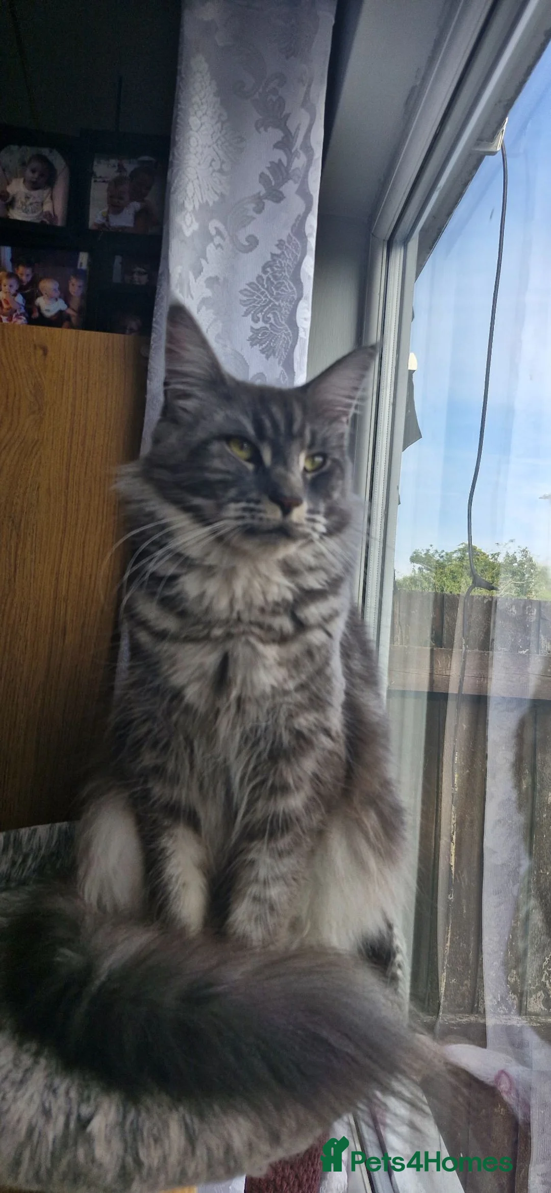 Maine Coon cats for sale: Adorable kitten looking for new home - Advert 6
