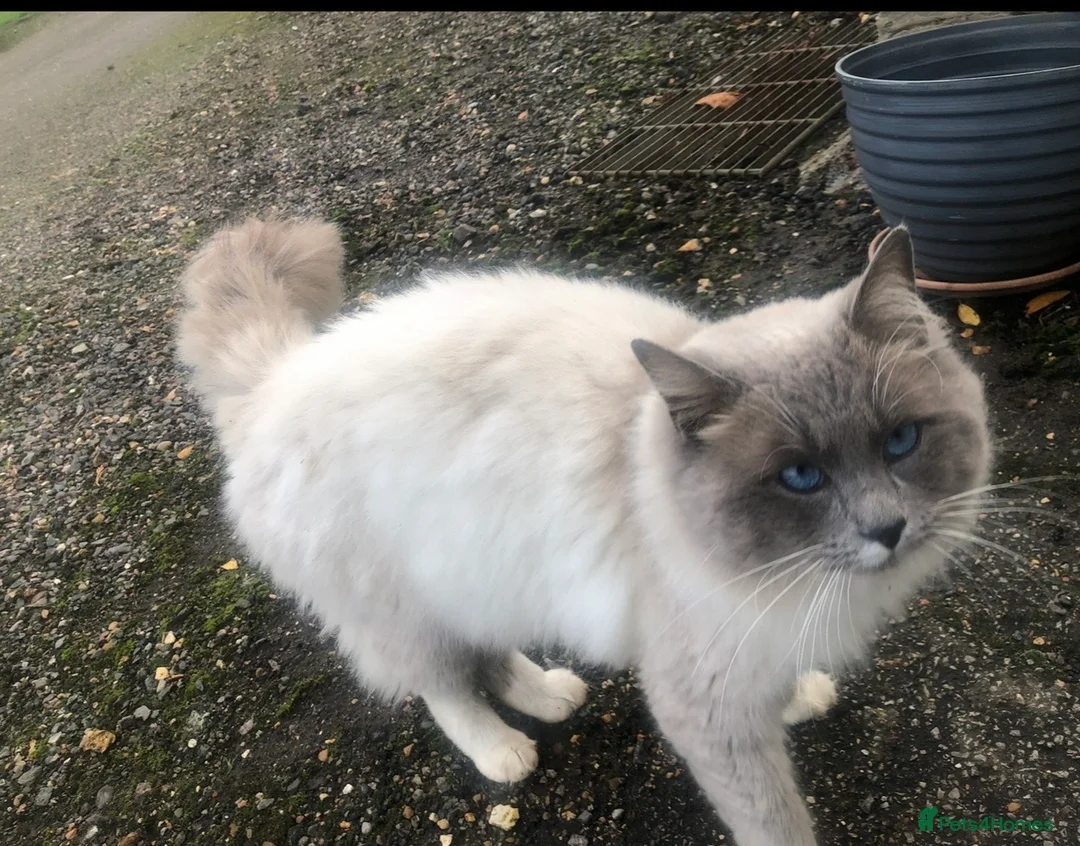 Ragdoll cats for sale: Ragdolls kitten 1 boy 2 girls Dob 12/11/25 - Advert 10