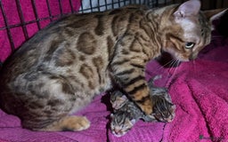 Bengal cats for sale: Stunning bengal x bsh kittens  - Image 6