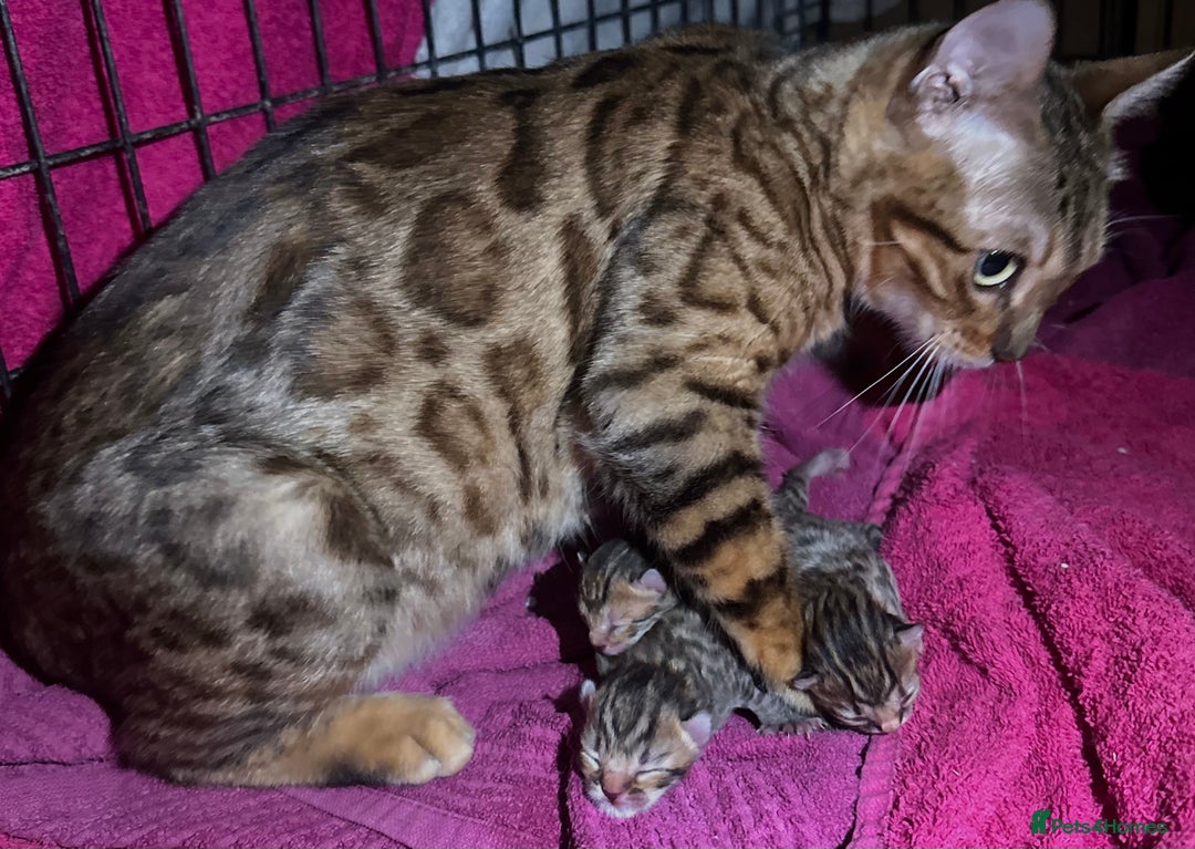 Bengal cats for sale: Stunning bengal x bsh kittens  - Image 6