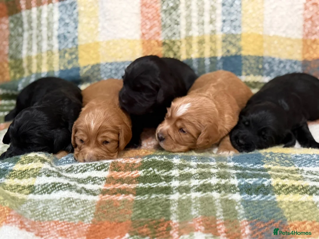 Cocker Spaniel dogs for sale: KC Registered Cocker Spaniel Puppies  in Lincoln - Advert 2