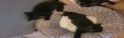 Mixed Breed cats for sale: Gorgeous litter of 6 kittens - Advert 3