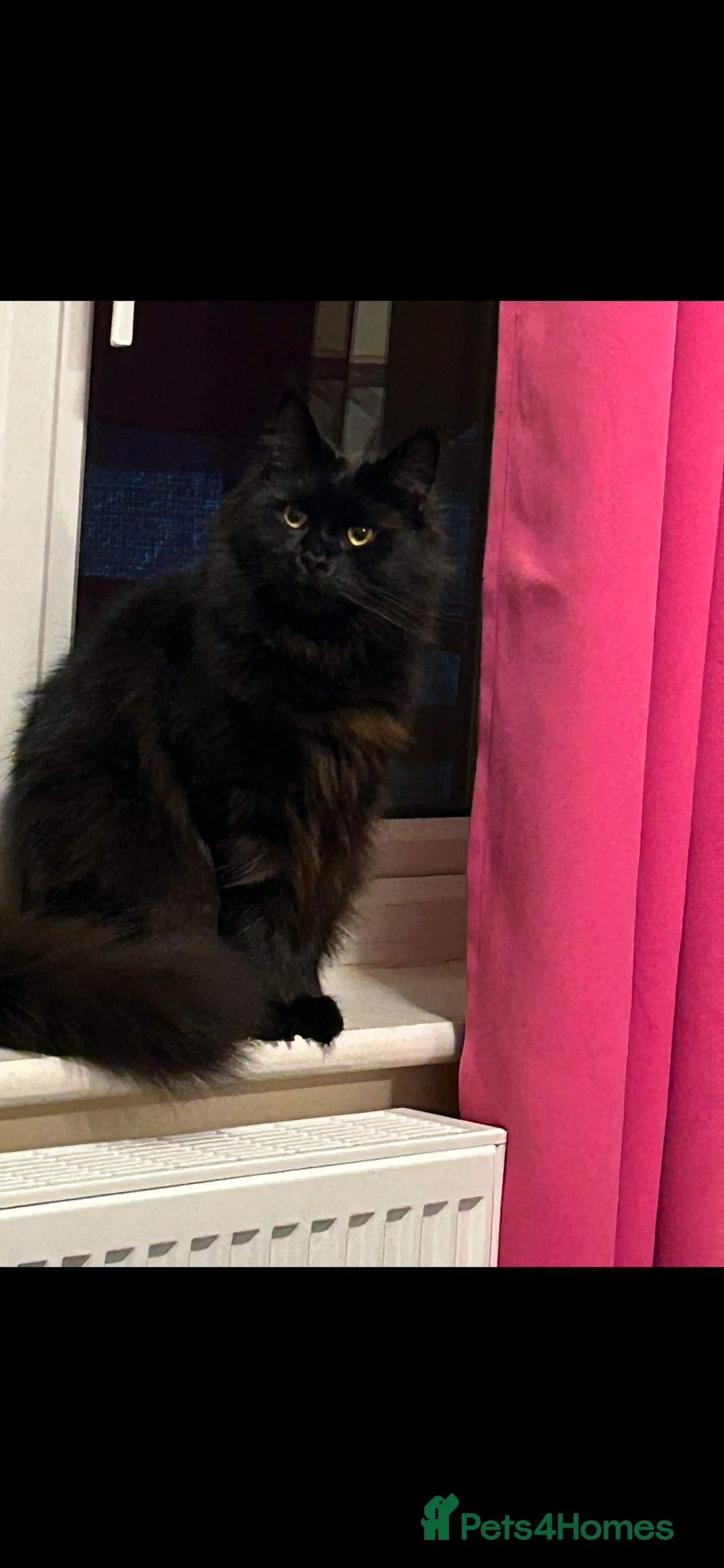 Maine Coon cats for sale: Beautiful female Maine coon  - Advert 3