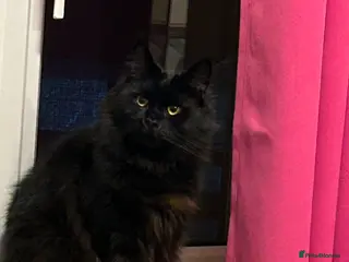 Maine Coon cats Beautiful female Maine coon - Advert 1