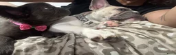 French Bulldog dogs for sale: Fluffy French bulldog  - Advert 5