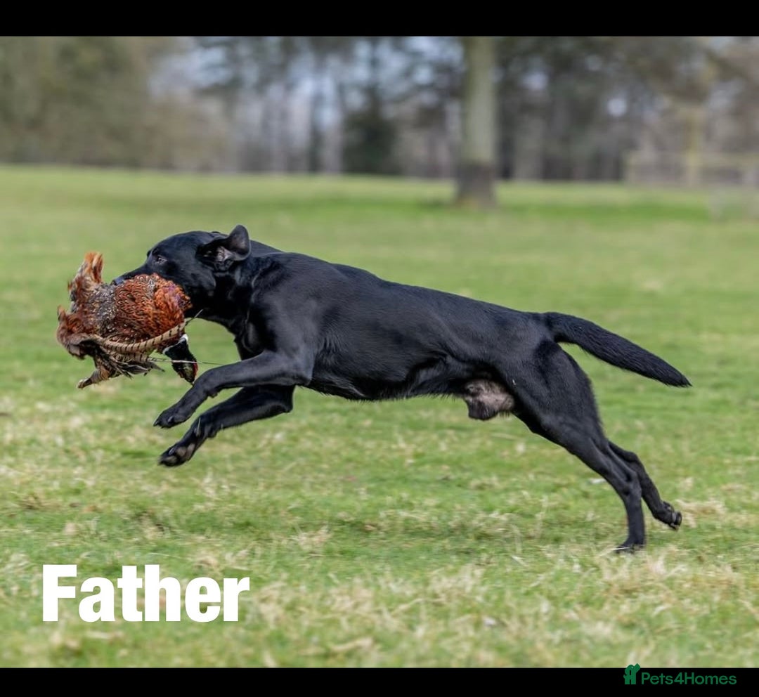 Labrador Retriever dogs for sale: 8 Outstanding KC Labrador Retriever Puppies - Advert 10