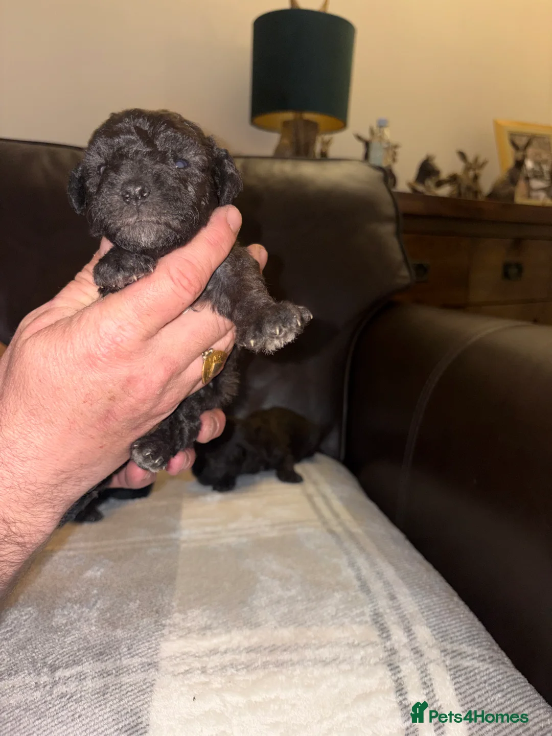Bedlington Terrier dogs for sale: Bedlington - Advert 3