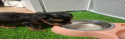 Yorkshire Terrier dogs for sale: Beautiful Yorkshire Terrier Puppies 2 Girls 3 Boys in Gateshead - Advert 5