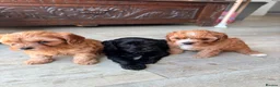 Cavapoo dogs for sale: Beautiful set of 5 puppies  - Advert 14