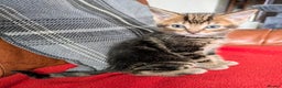 Mixed Breed cats for sale: Gorgeous kittens for sale £250 males £300 females - Advert 20